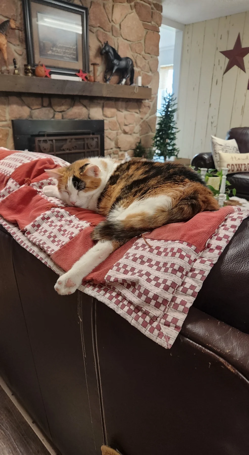 Maple, a calico resident cat, sleeping on a red-and-white quilt at Wolfe Ranch.
