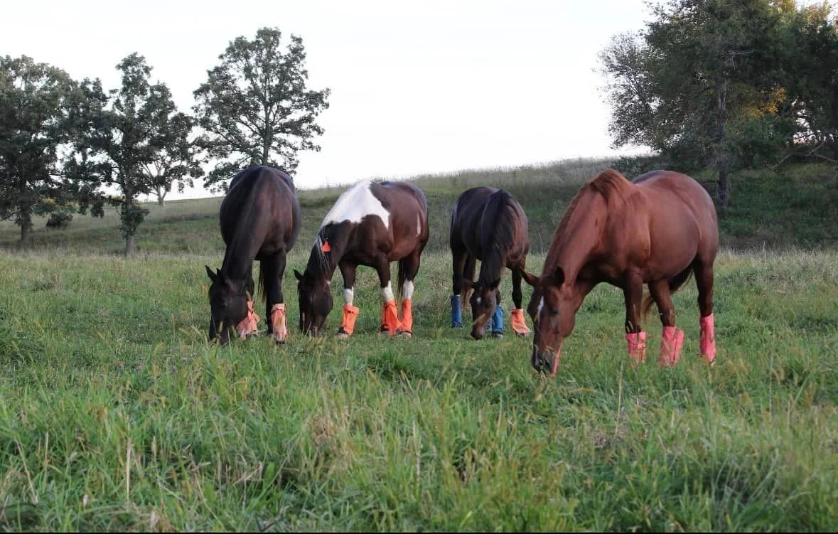 Four horses grazing together in a pasture at Wolfe Ranch