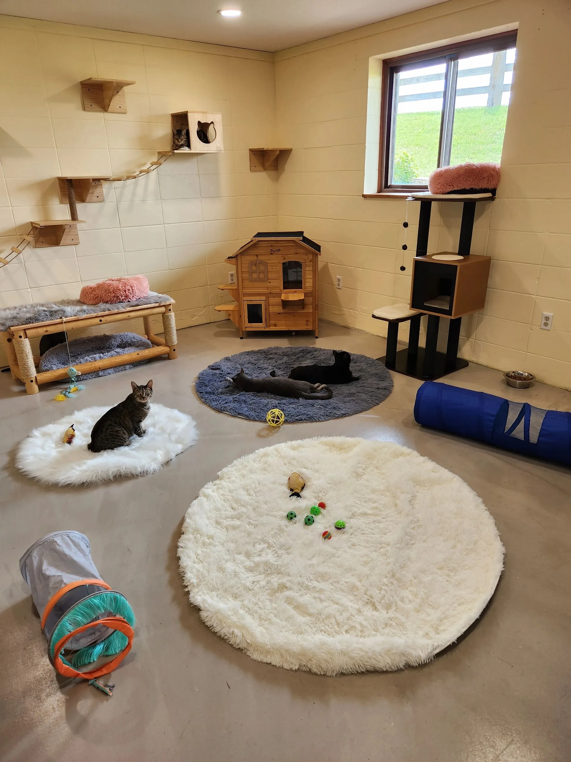 A quiet corner of Whiskers & Manes with cat shelves, beds, and a sunny window