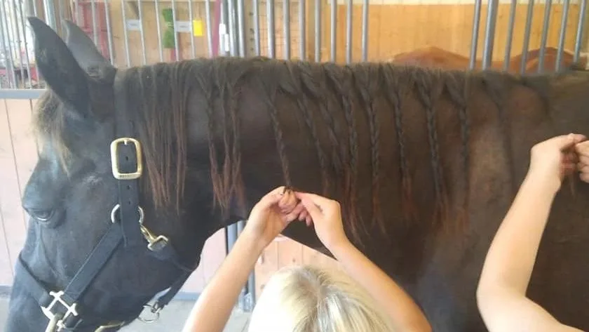 A quiet moment of connection while braiding a horse’s mane