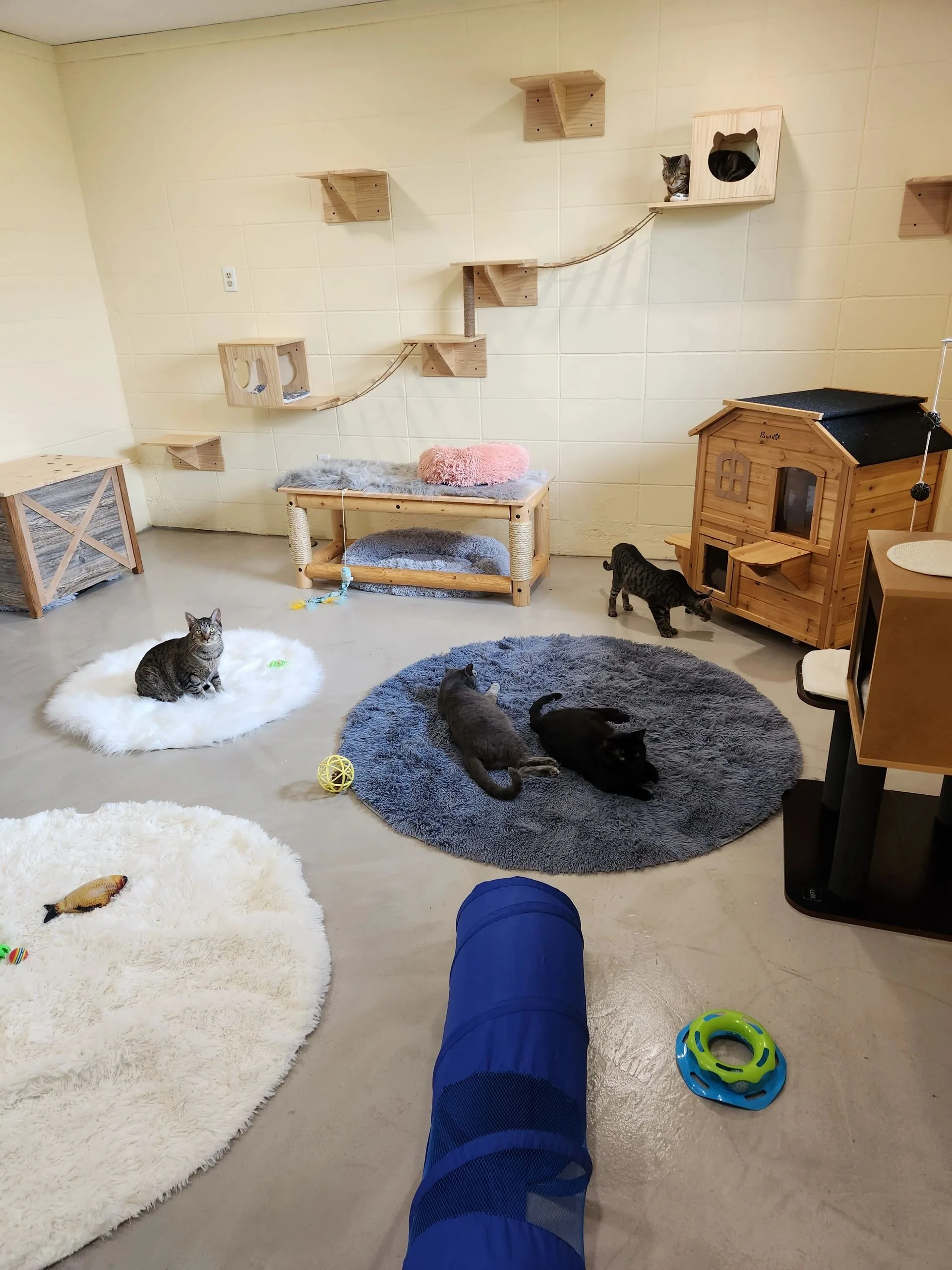 Cats resting on soft beds inside the Whiskers and Manes lounge