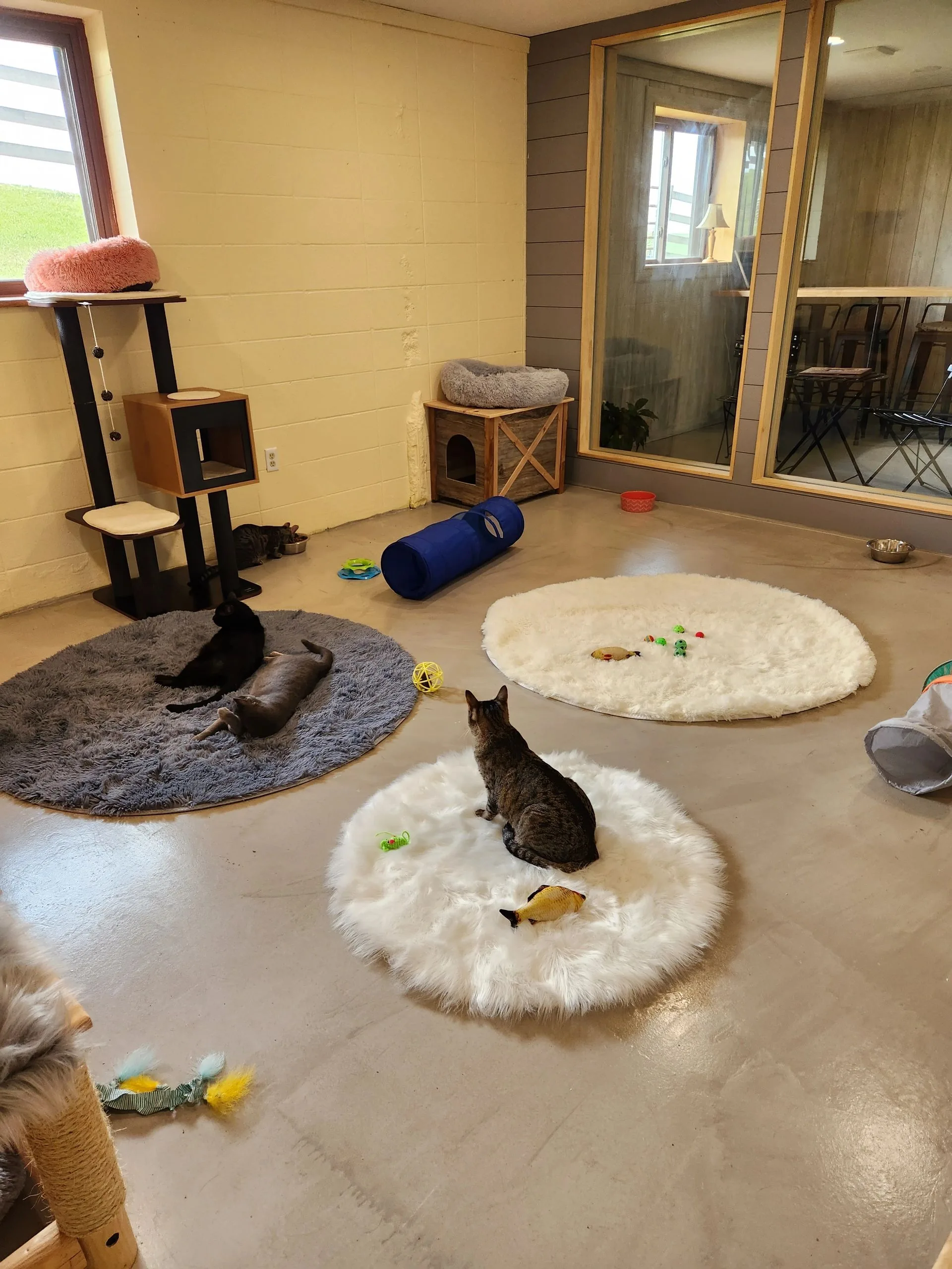 Cats resting on soft rugs beside toys and climbing spaces in the lounge