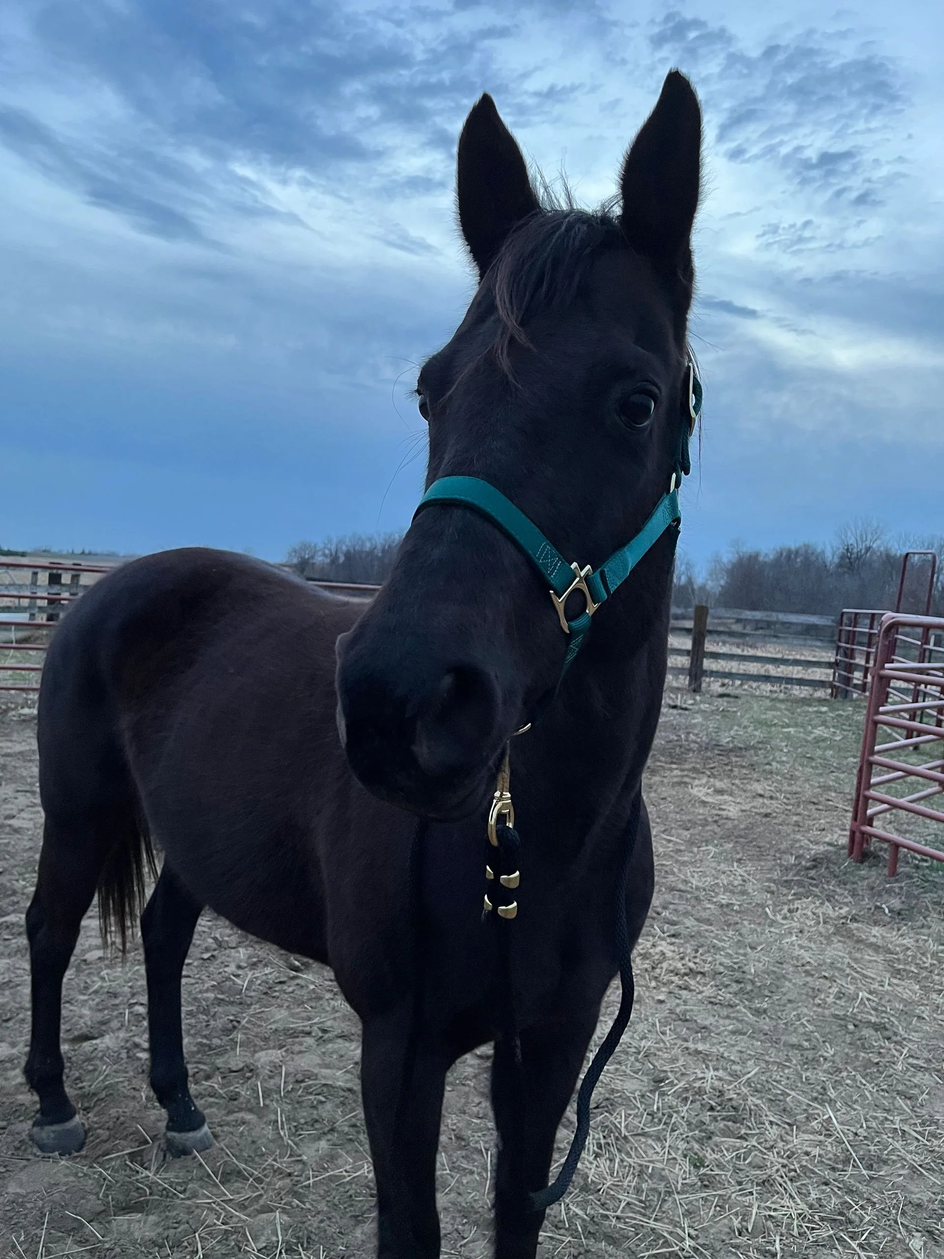 Dreamer, the ranch’s black Quarter Horse mare