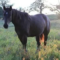 Gus, the ranch’s dark bay Quarter Horse