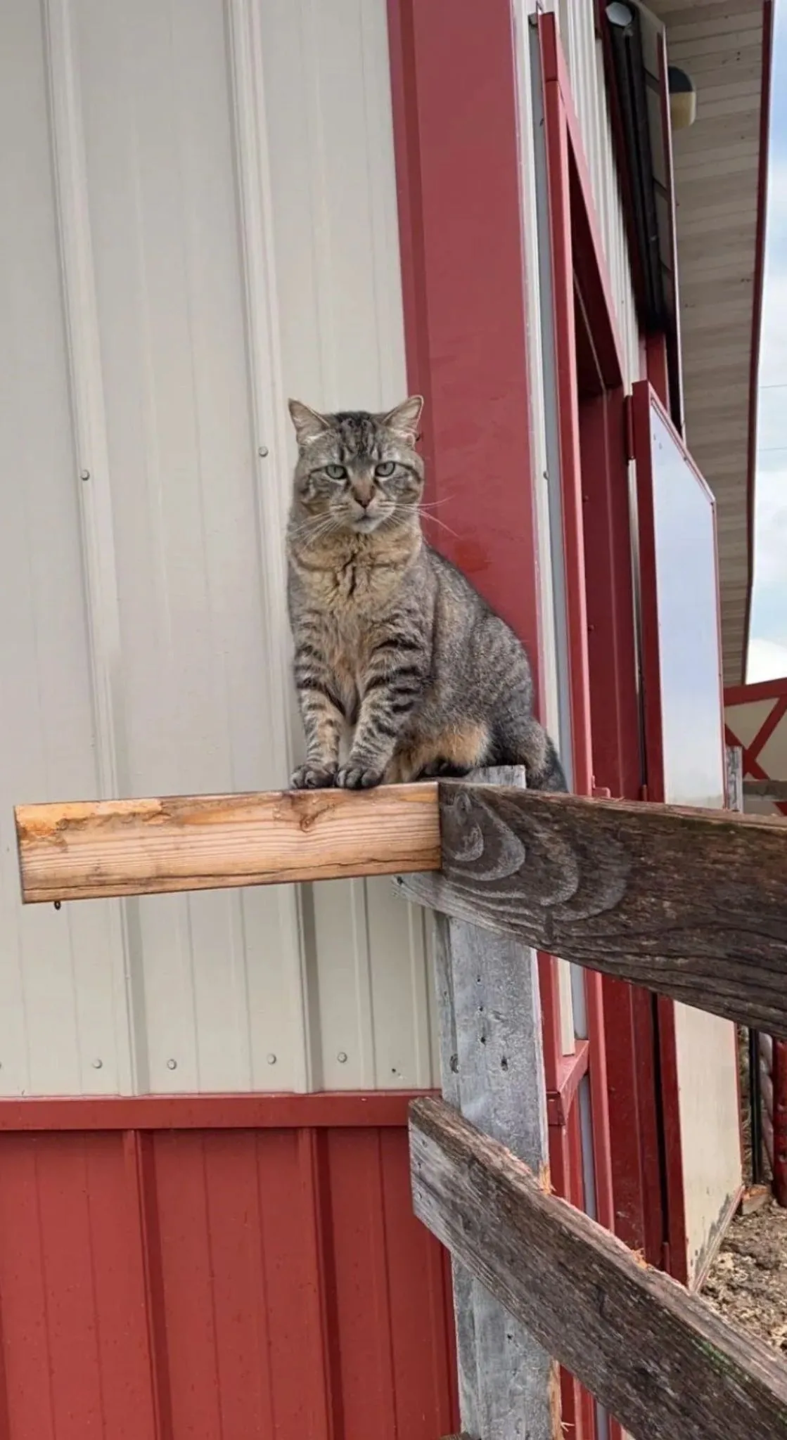 Jules, the resident barn cat