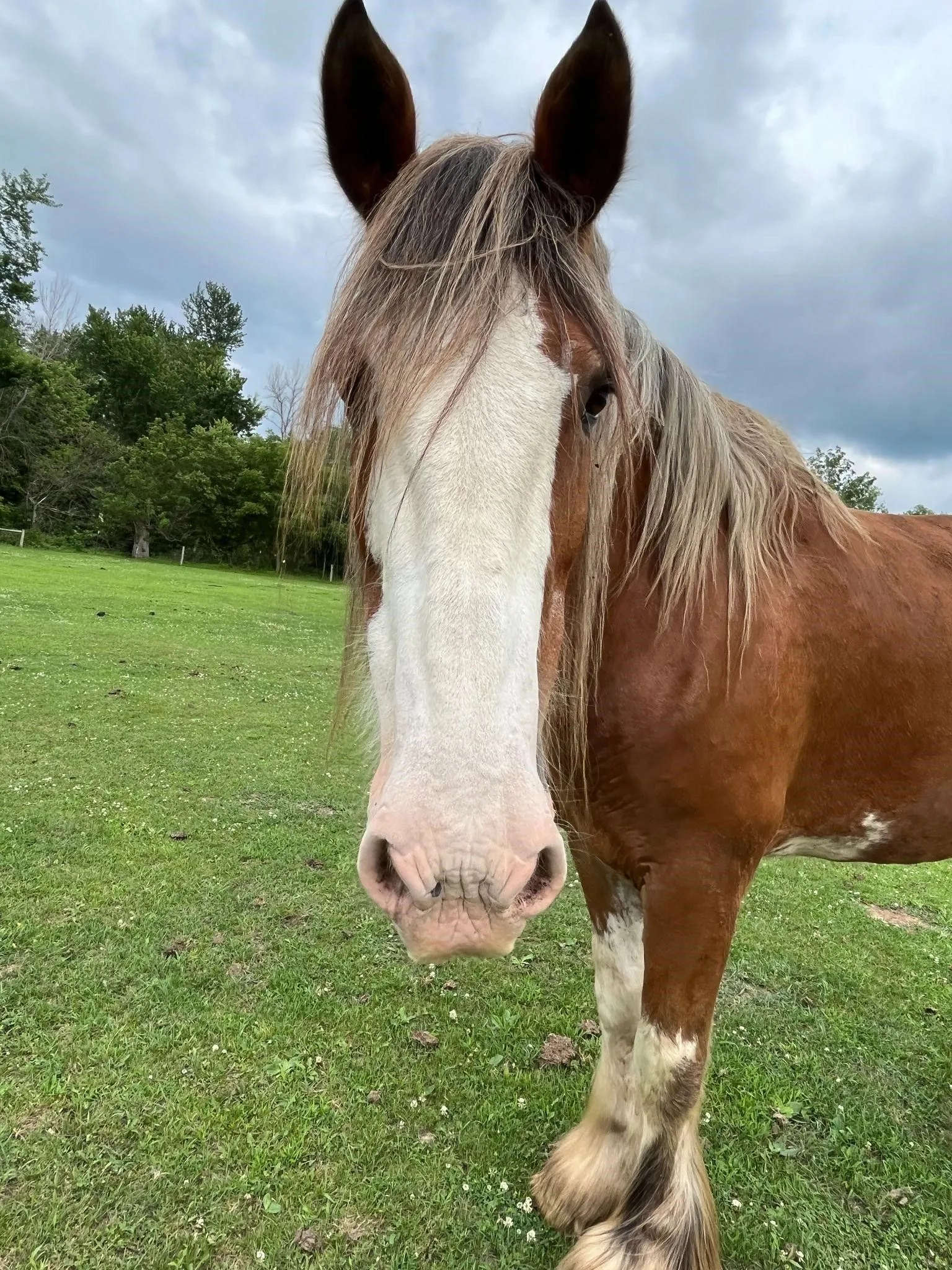 Matt, the ranch’s Clydesdale gelding