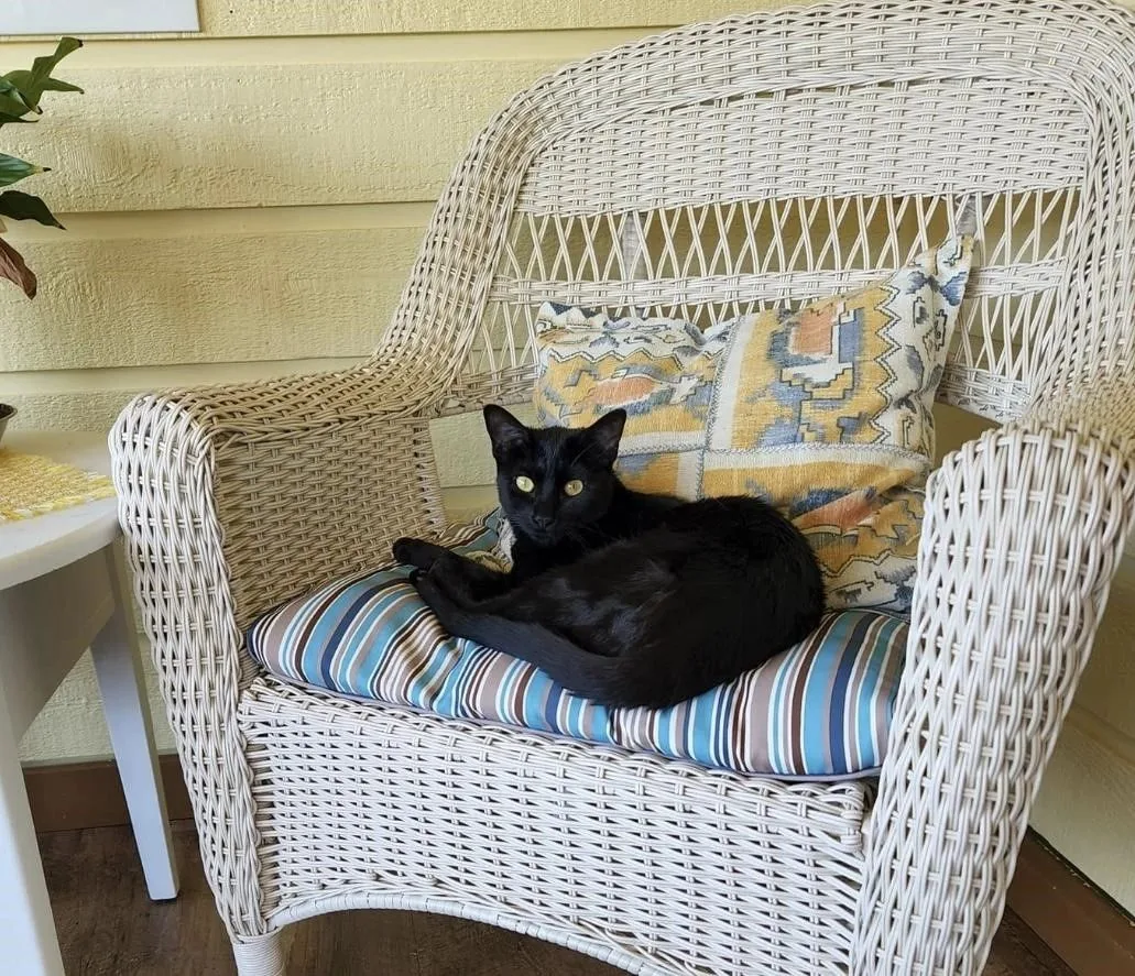 Monte, a resident ranch cat