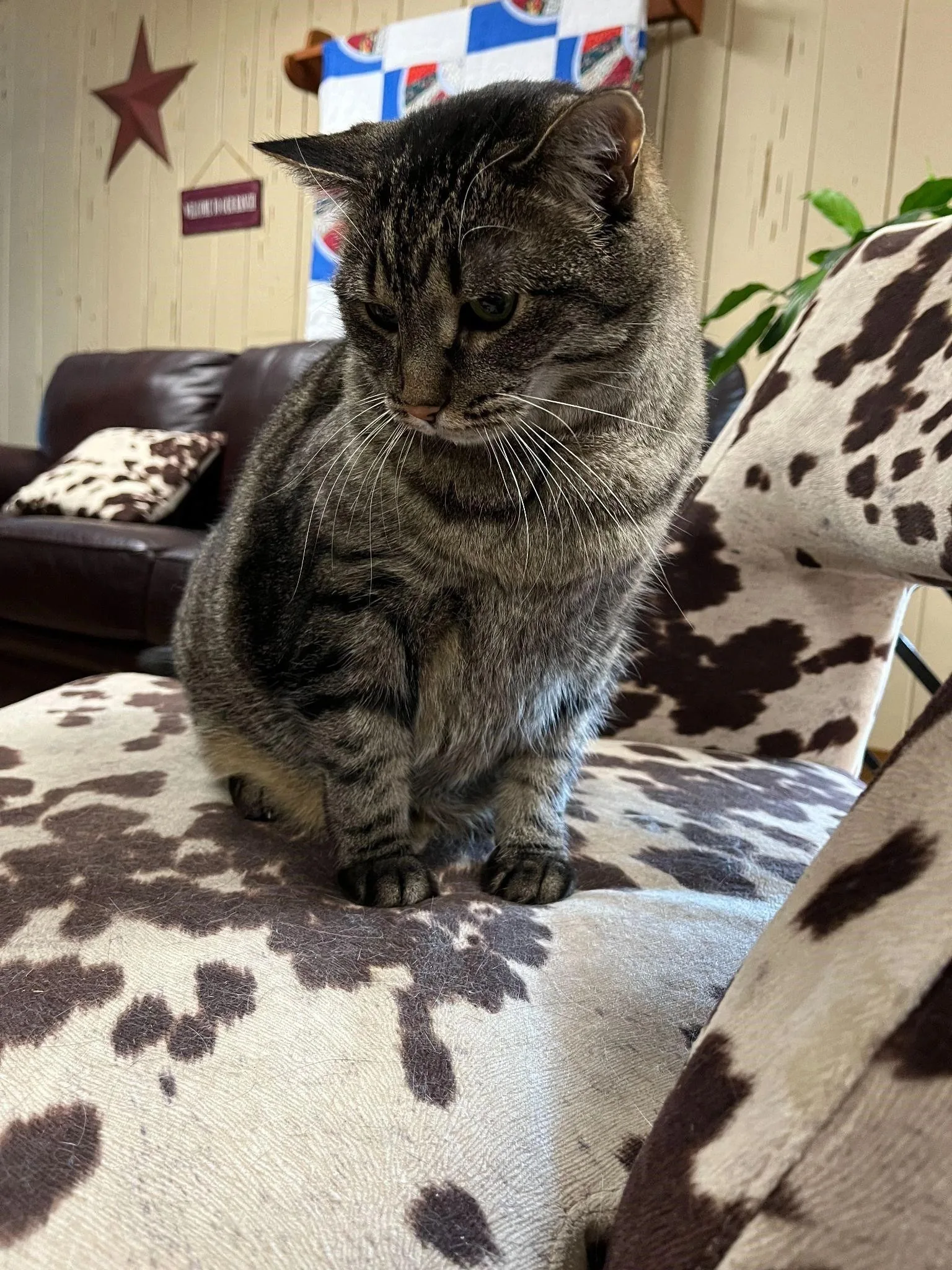 Tabby, a resident ranch house cat
