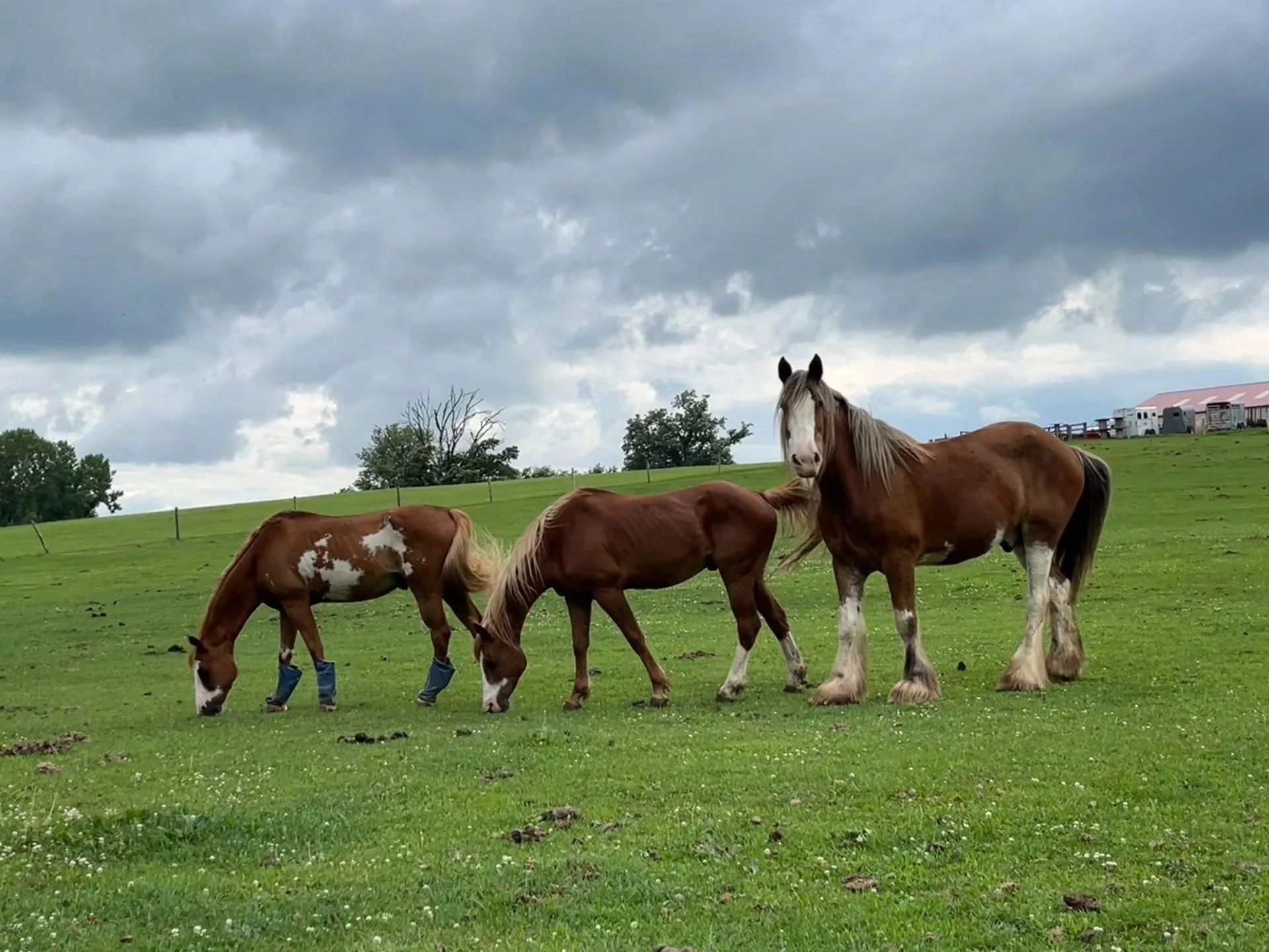 Wolfe Ranch horses grazing together in a green pasture